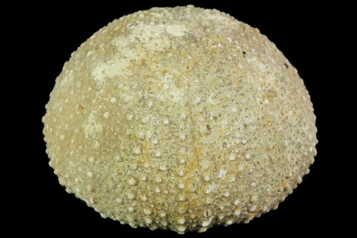 Psephechinus Fossil Echinoid (Sea Urchin) - Morocco #69847